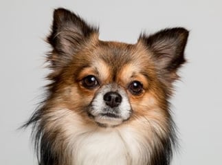 chien chihuahua